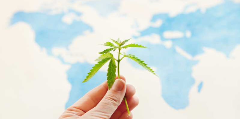 Cannabis in Ayurveda